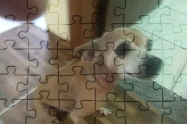 Florzinha com 11 anos jigsaw puzzle