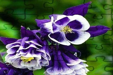 Flores Lila jigsaw puzzle