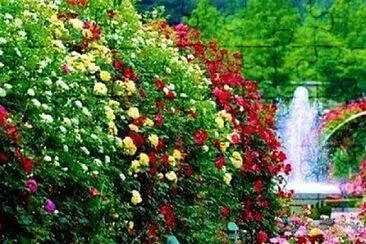 Flores y Cascada jigsaw puzzle