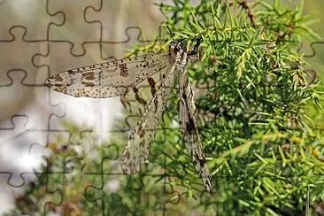 Palpares libelluloides jigsaw puzzle