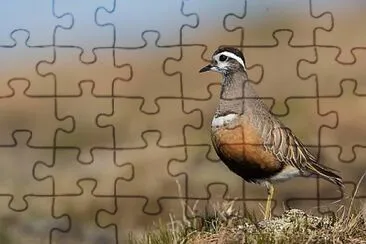 natural jigsaw puzzle