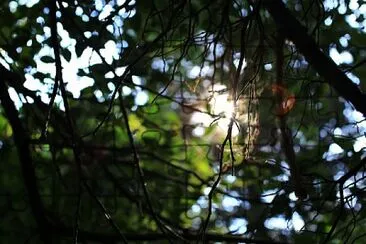 Bosque de Tlalpan