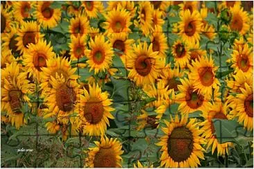 girasoli jigsaw puzzle