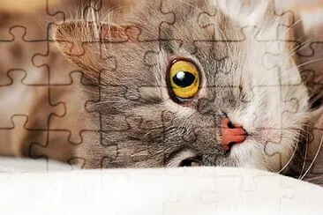 Cat jigsaw puzzle