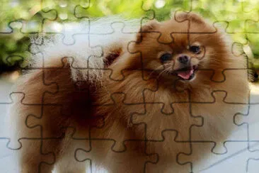 ×©×•×‘×™ ×“×•×‘×™ jigsaw puzzle