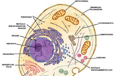 CÃ©lula eucariota con todos sus organelos