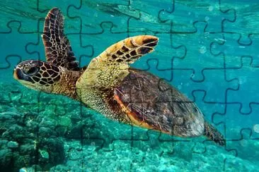 Embricata jigsaw puzzle