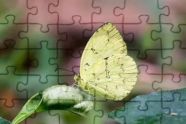 Eurema ada jigsaw puzzle