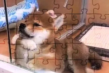 裝酷的狗狗 jigsaw puzzle