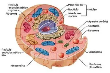 PARTES DE LA CELULA jigsaw puzzle