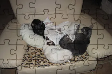 chats jigsaw puzzle