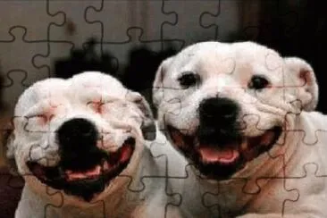 genial jigsaw puzzle