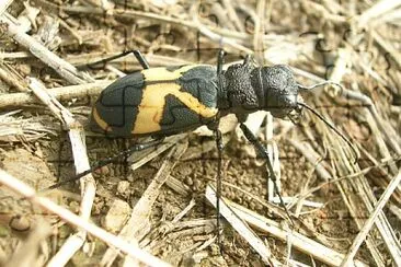 Cicindela aurofasciata