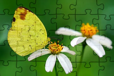 פאזל של Eurema alitha