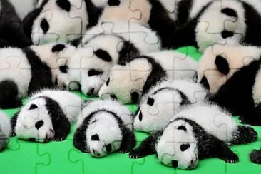 pandas muy lindos