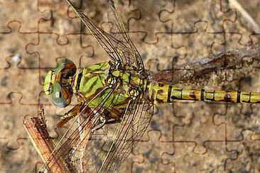 Paragomphus genei jigsaw puzzle