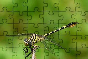 Paragompus lineatus jigsaw puzzle