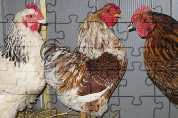 Poules jigsaw puzzle