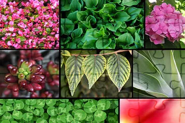 Reino Vegetal jigsaw puzzle