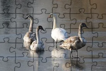 Famille cygne sur marais gelÃ©