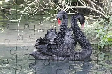 Cygnes noirs jigsaw puzzle