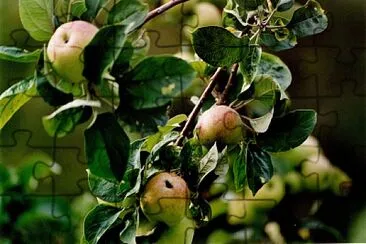 Sagarrak / Manzanas / Pommes / Apples jigsaw puzzle