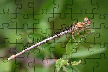 Platycnemis pennipes jigsaw puzzle