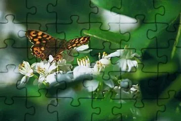 Tximeleta / Mariposa / Papillon / Butterfly jigsaw puzzle