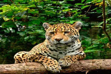 jaguar