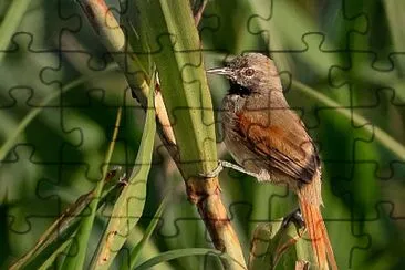 Coda spinosa pettobianco