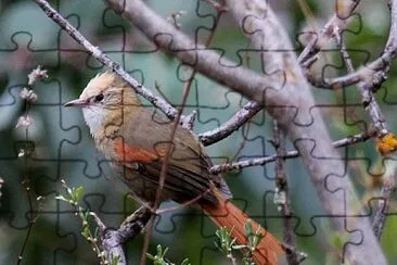 Codaspinosa pettocrema