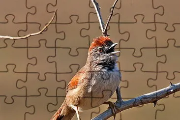 Codaspinosa pettopallido jigsaw puzzle