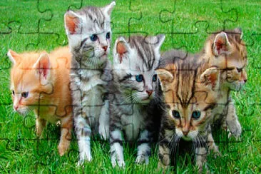 Gatinhos 2 jigsaw puzzle