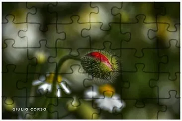 papavero jigsaw puzzle