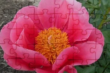 flores jigsaw puzzle