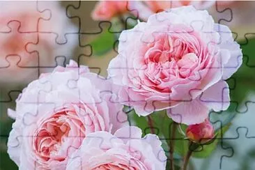 flores jigsaw puzzle