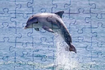 פאזל של dolphin jump