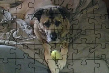 Pupples and ball jigsaw puzzle