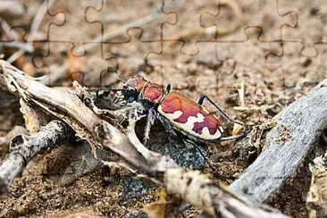 Cicindela formosa jigsaw puzzle