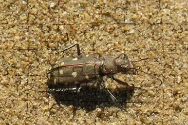 Cicindela di spiaggia