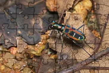 Cicindela du ponti jigsaw puzzle