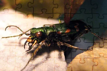 פאזל של Cicindela gallica