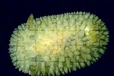 פאזל של Onchidoris prozxima