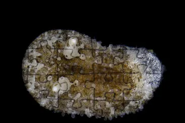 Onchidoris sparsa