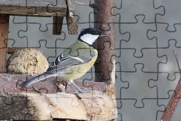 MÃ©sange charbonniÃ¨re jigsaw puzzle