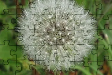 Dandelion puffball