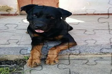 Thor rottweiler