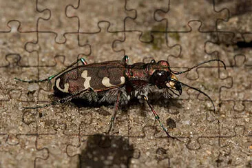 פאזל של Cicindela hydrida