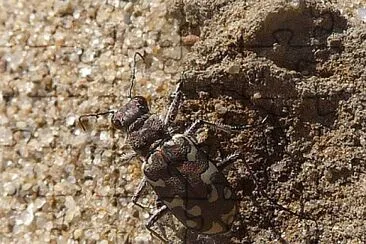 פאזל של Cicindela marittima