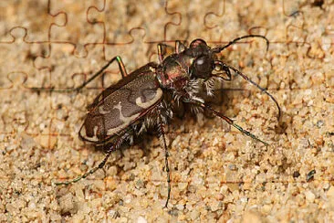 Cicindela repanda jigsaw puzzle